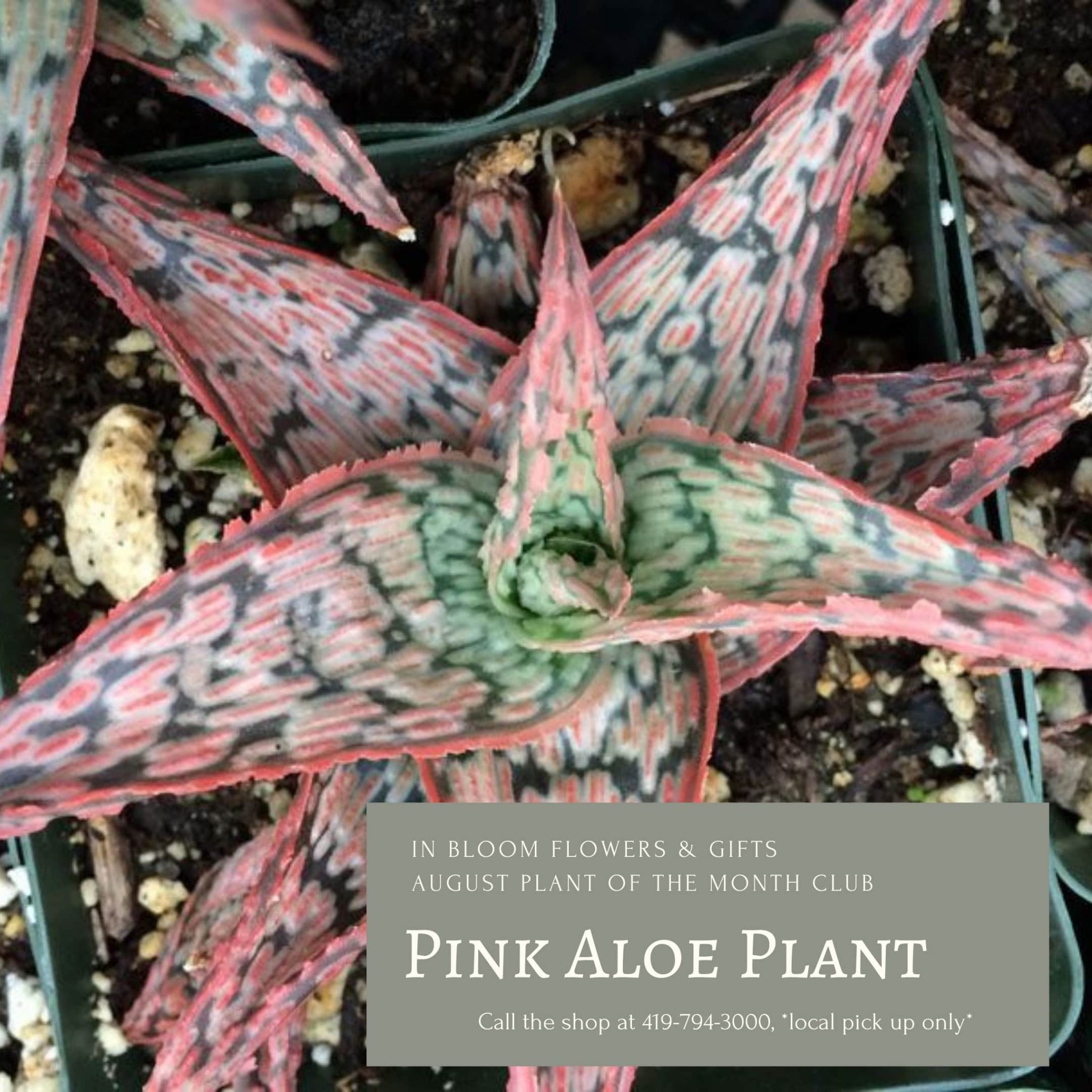 Plant of the month subscription information