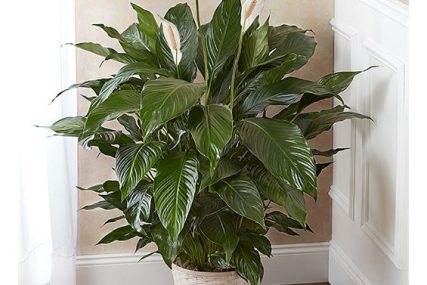 10" Peace Lily Plant